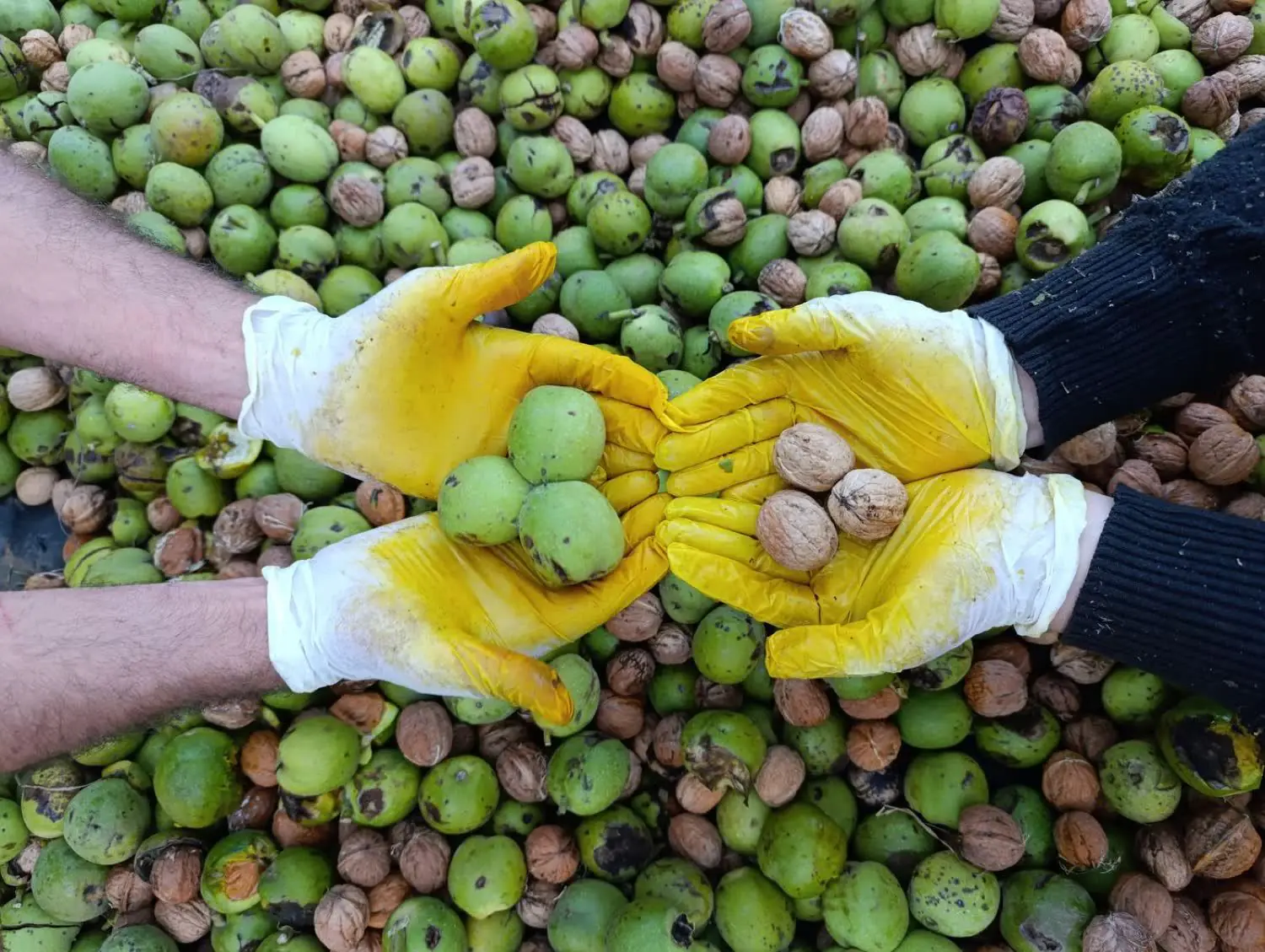 Freshly harvested walnuts